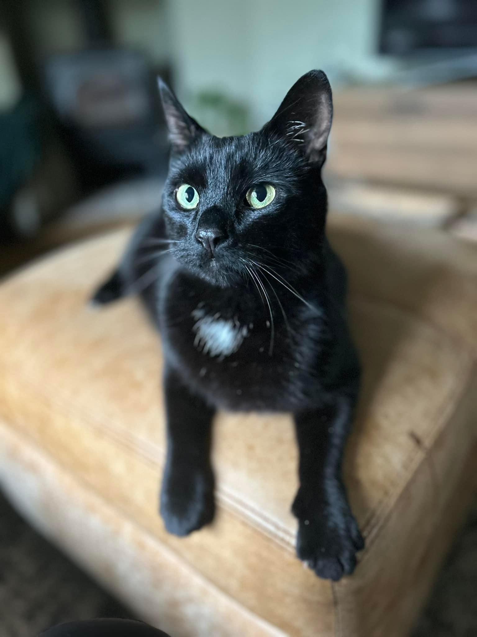 Happy pet (placeholder)